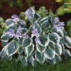 Hosta First Frost #1 - Image 3